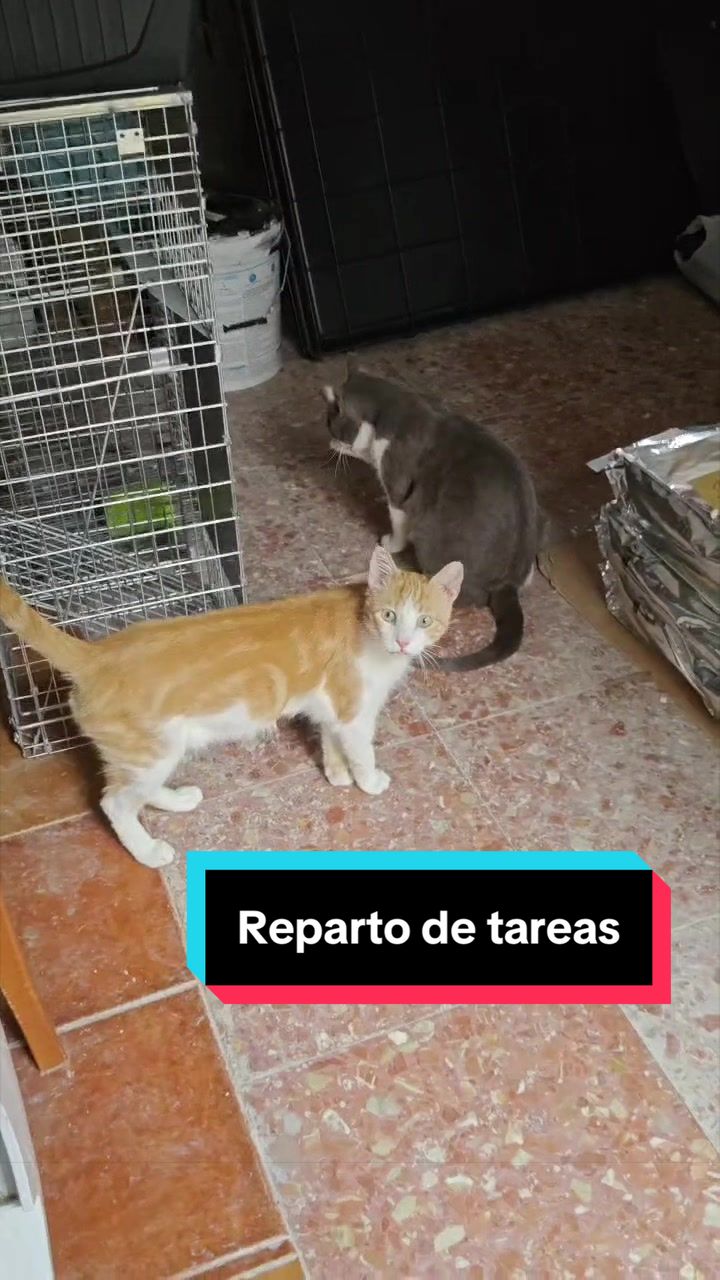 @enGatadas