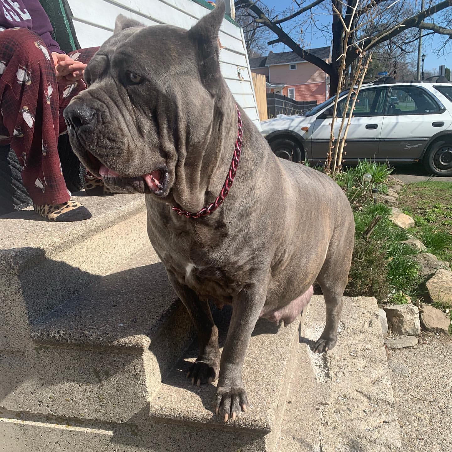@CaneCorso