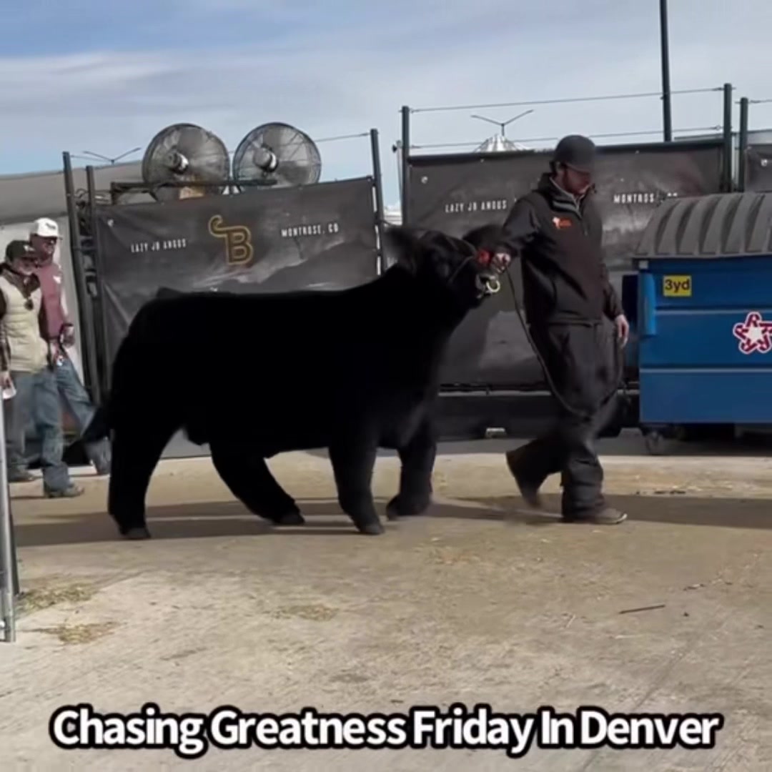 @Matt Lautner Cattle USA
