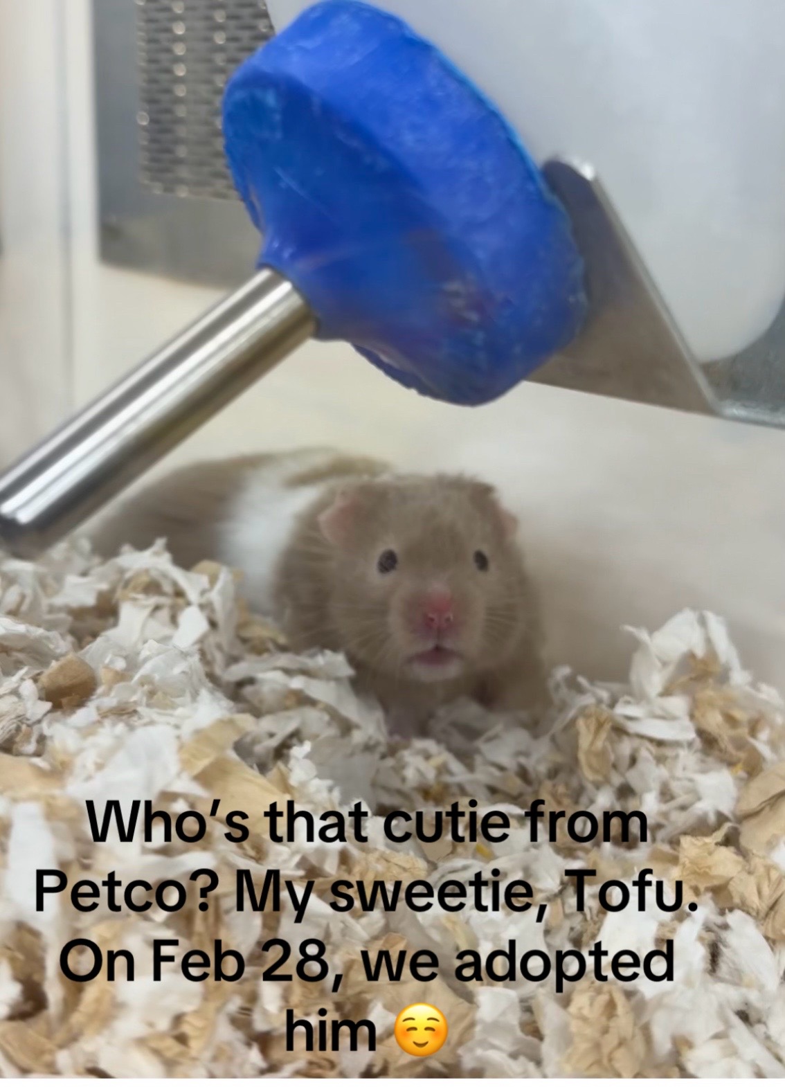 @Boba & Tofu