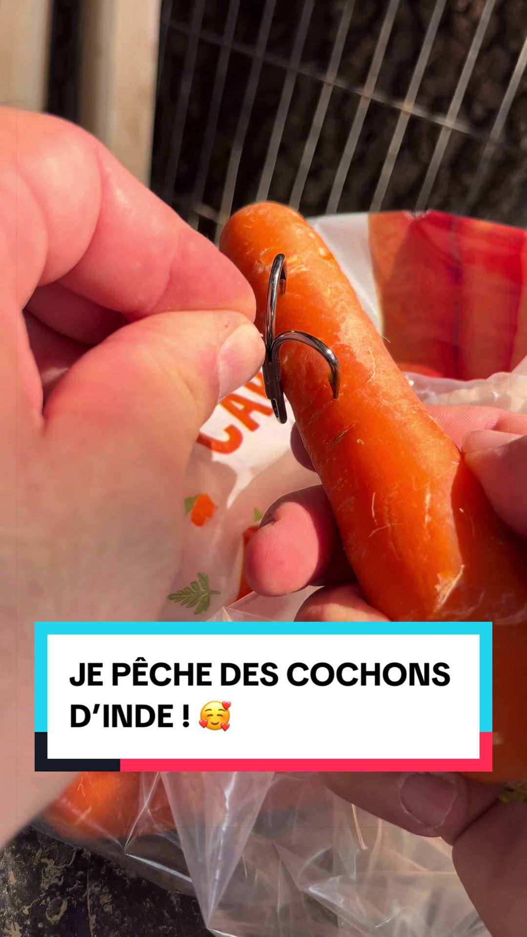 @Les Animaux d&rsquo;Allan