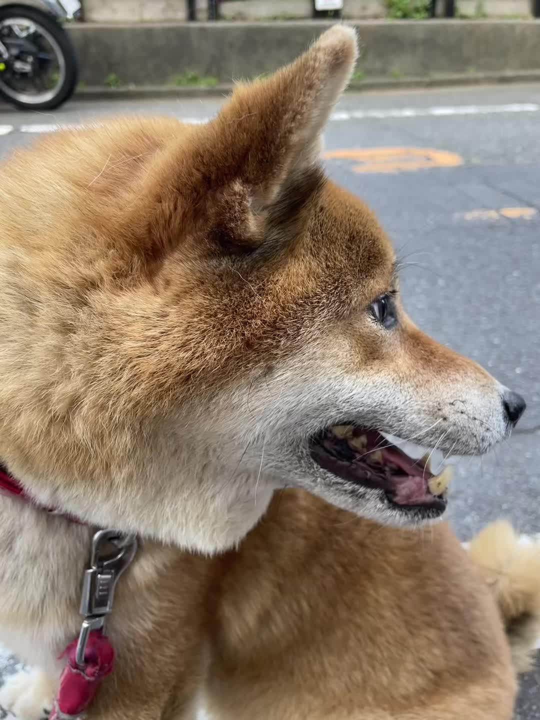 @柴犬むーちゃん