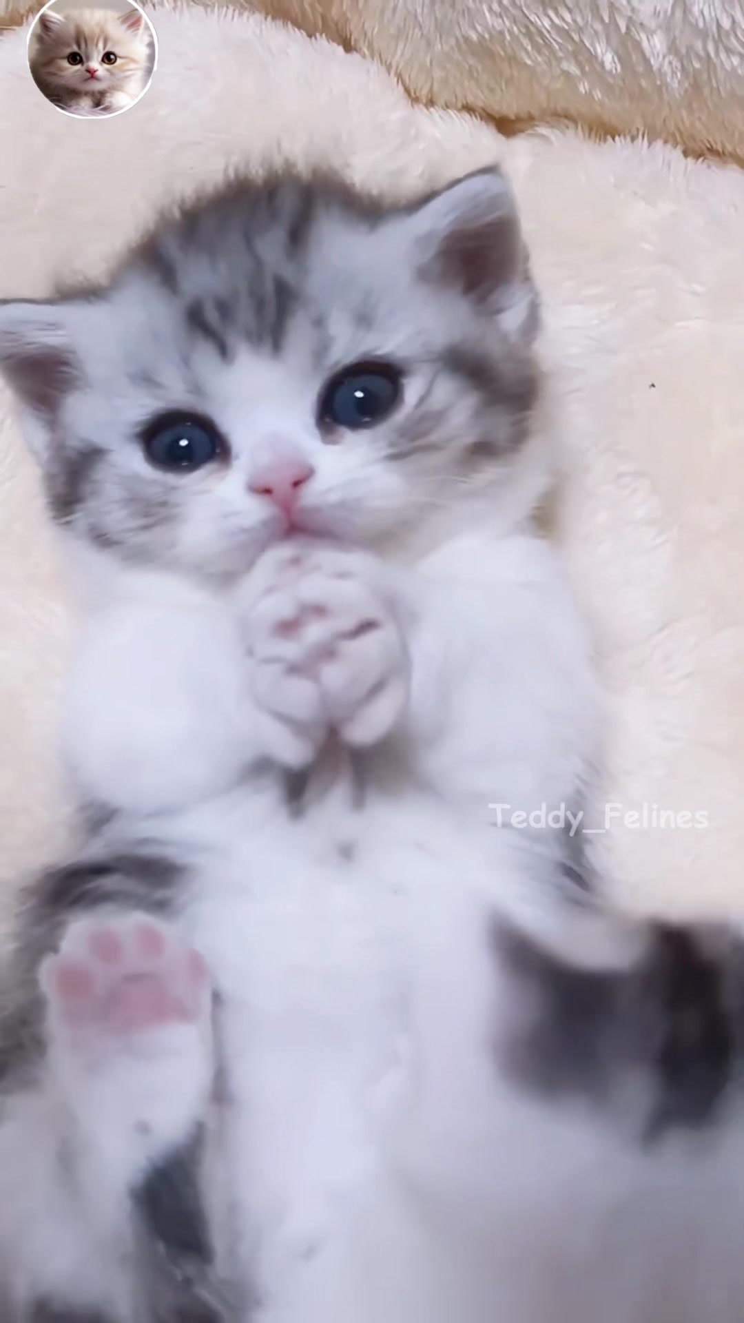 @Teddy_Felines 🧸🐾