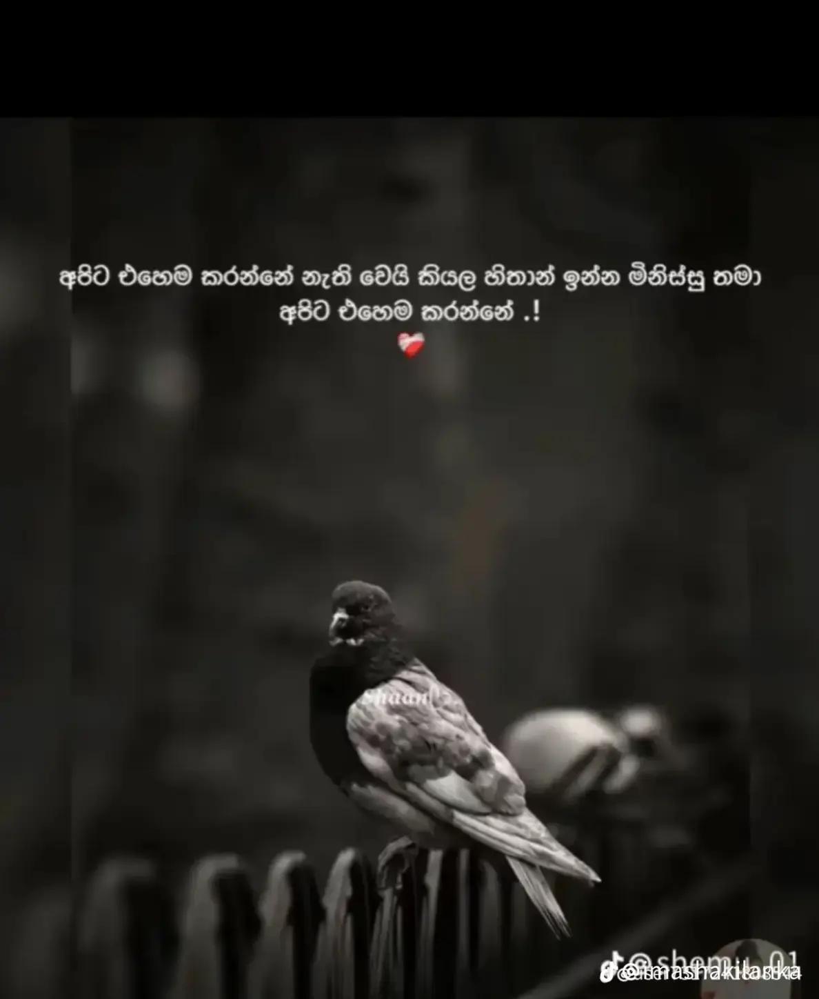 @lanka thilaka💕