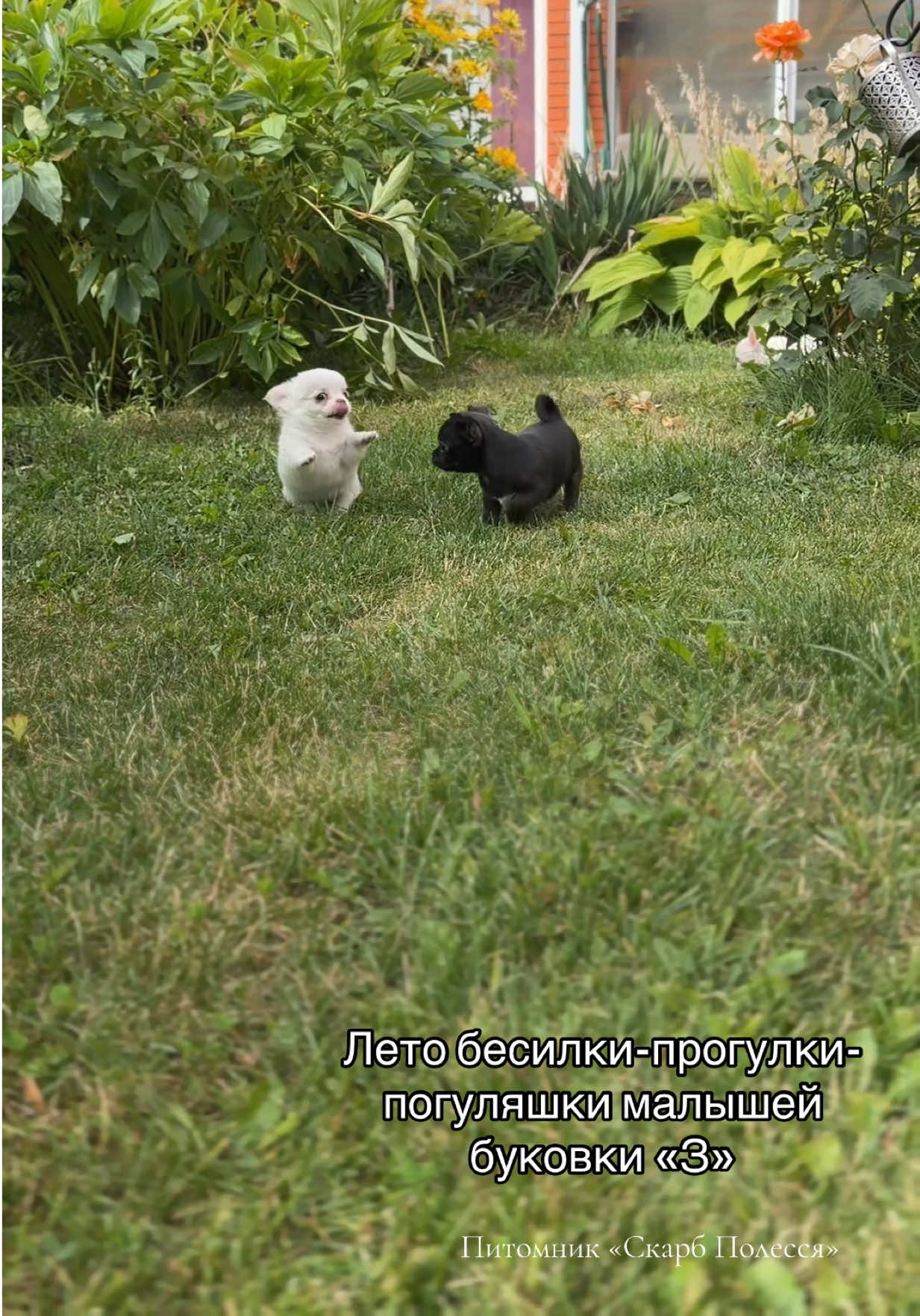@skarb_palessya