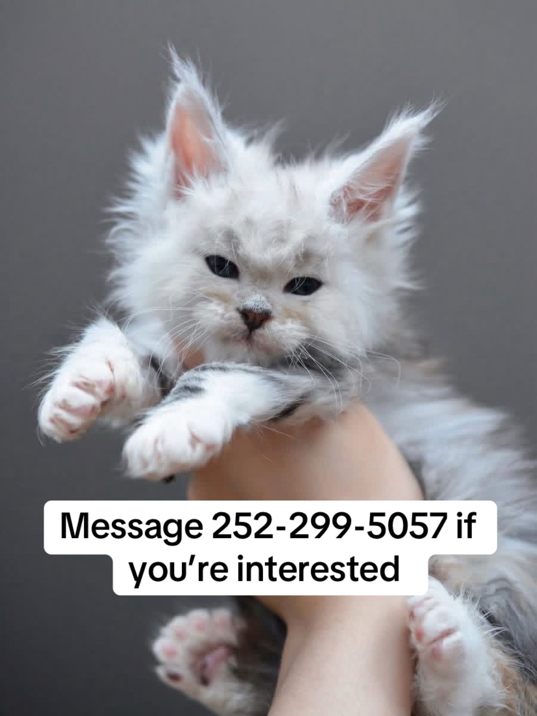 @blackkitties
