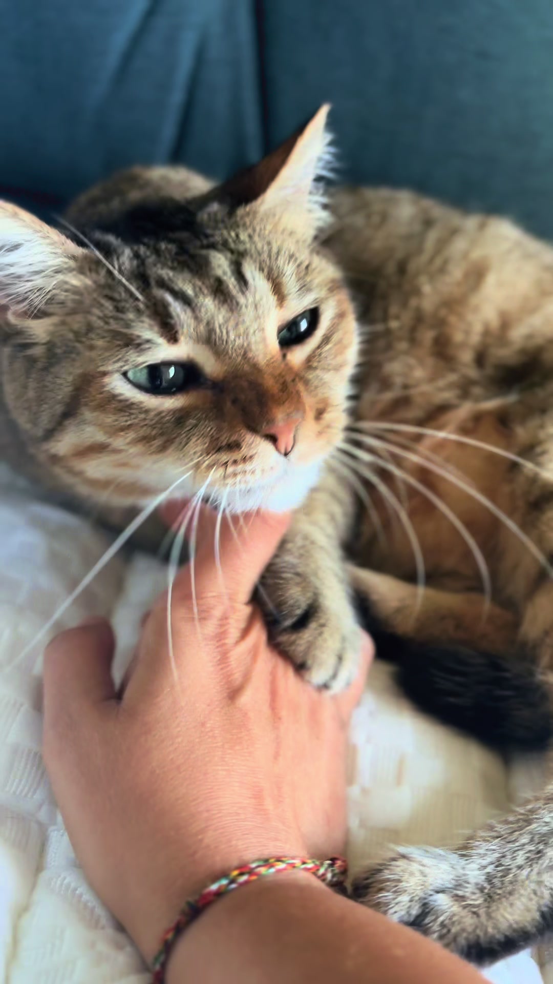@Life with Kokoro the cat
