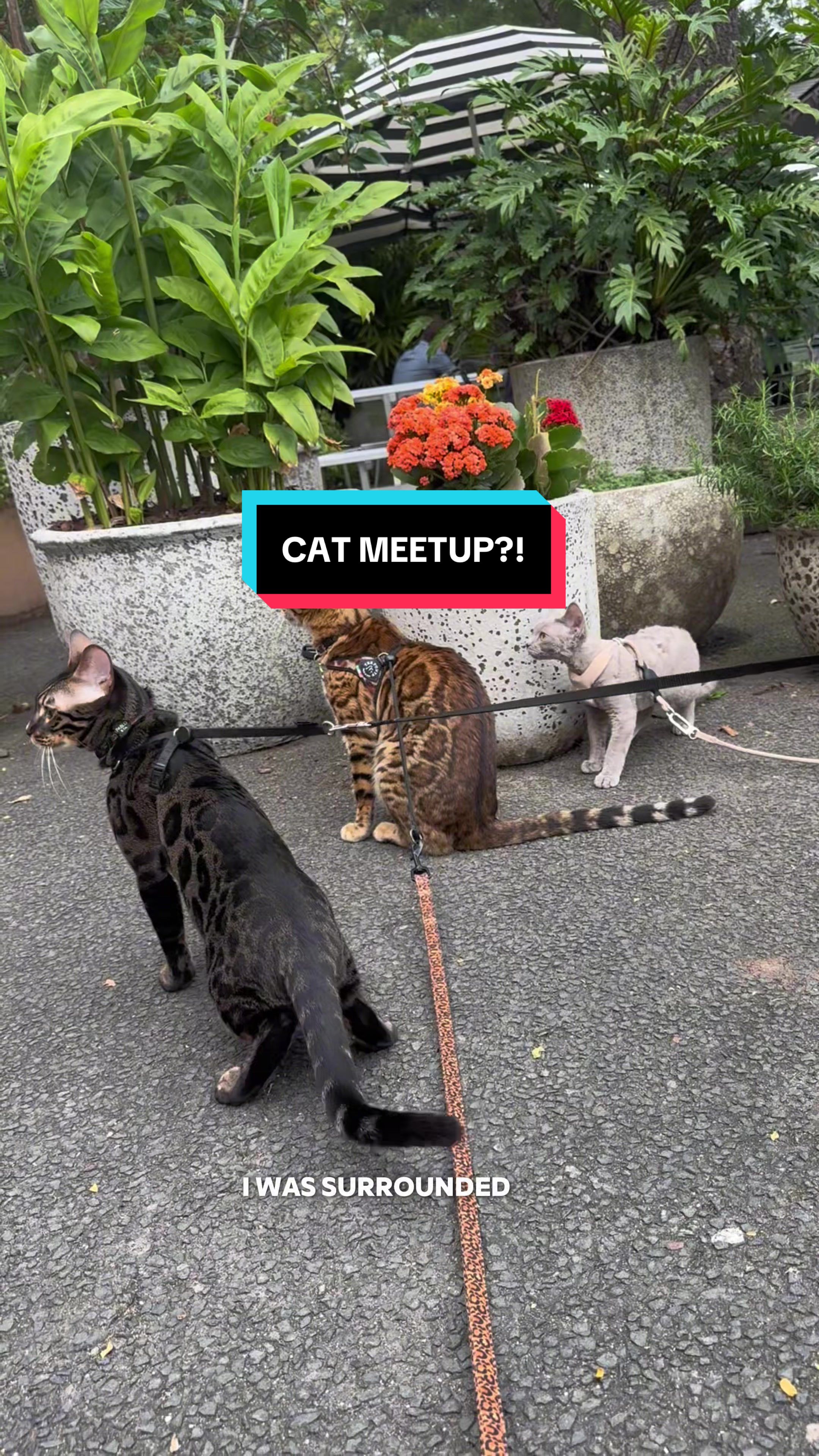 @Skeeter The Bengal