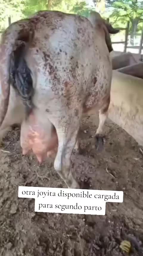@Rancho El guanaco