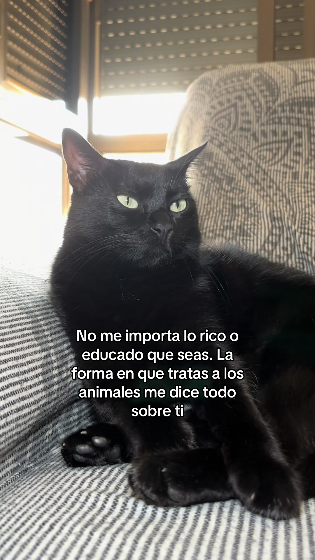 @BlackCatsMatter