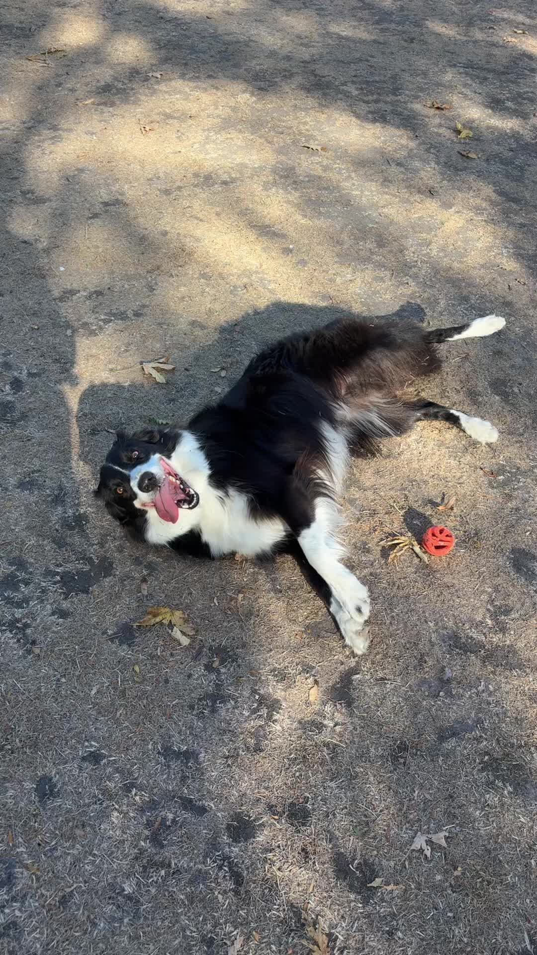 @tswoofwoof.co.uk