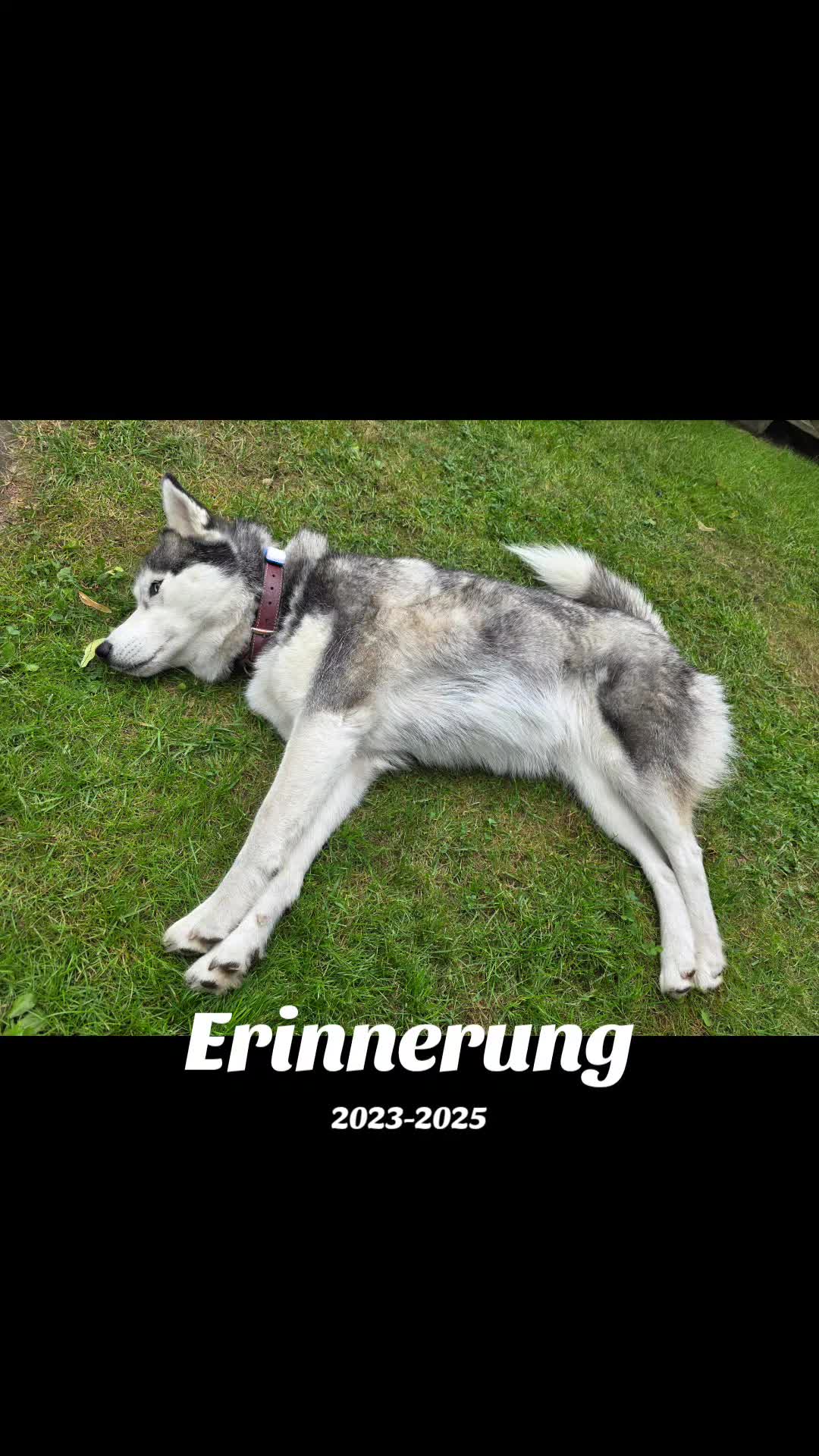 @Husky SkY&AmIgo