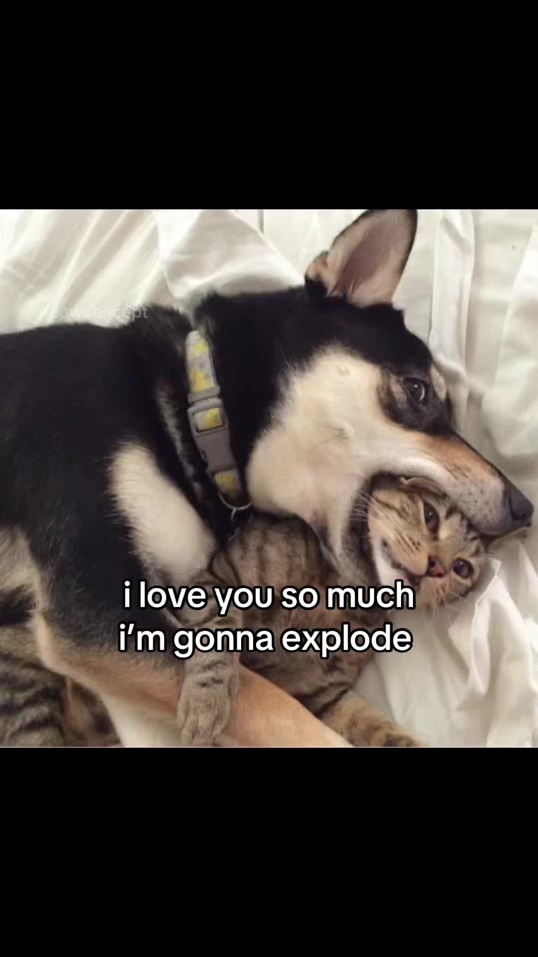 @meowconcept