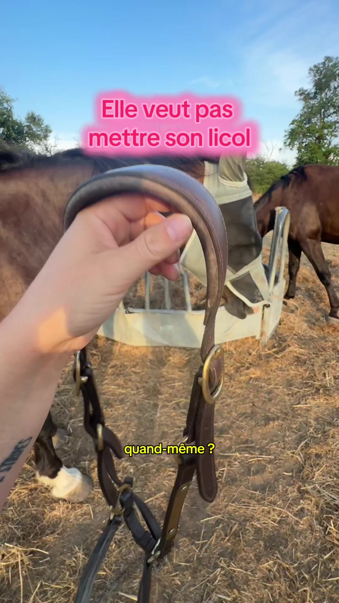 @Seren the pony 🐴