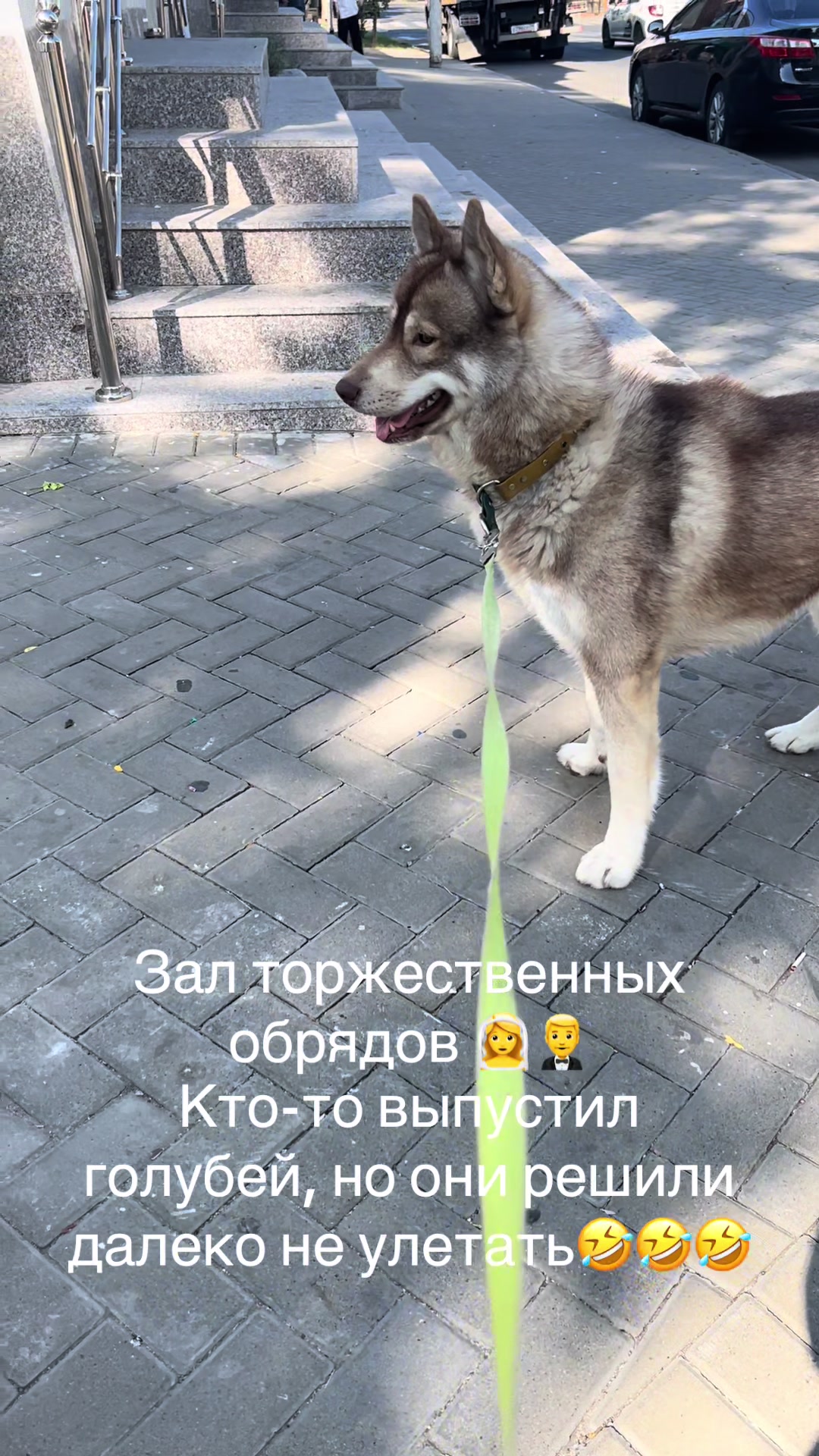@🐕&zwj;🦺Бонифаций и Арчибальд🐕