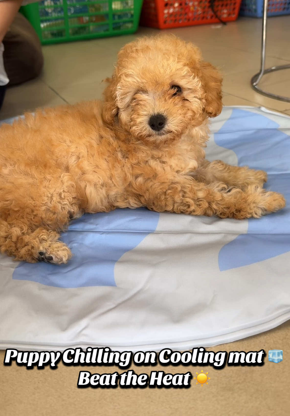 @Abstract pets