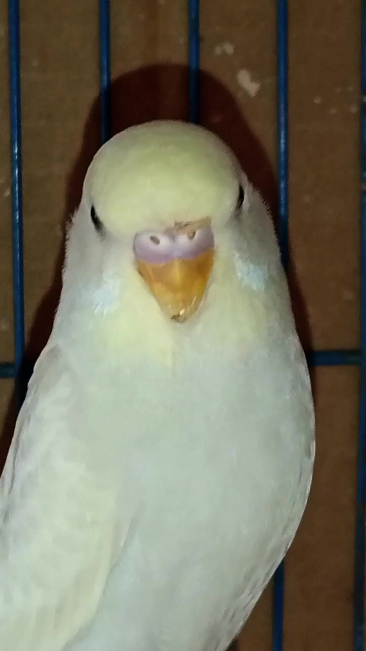 @AviarioRey45🇲🇽