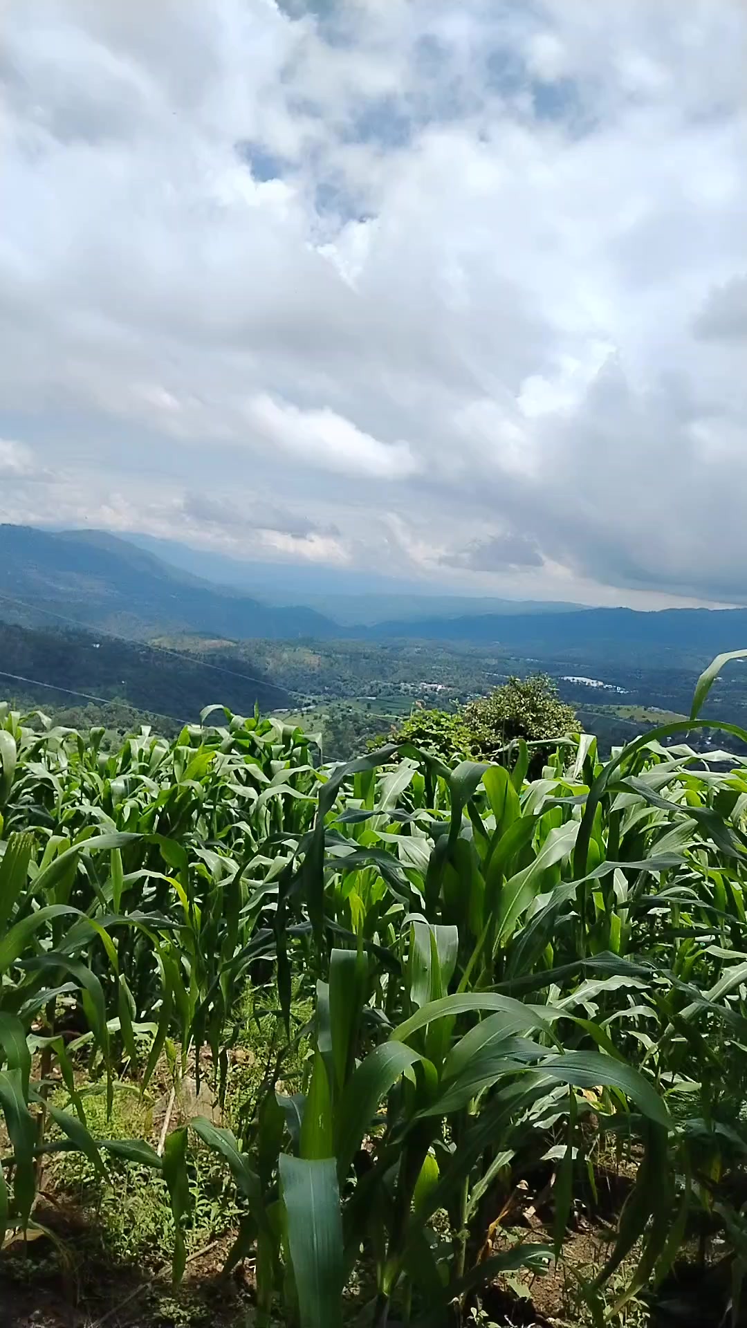 @Emilse