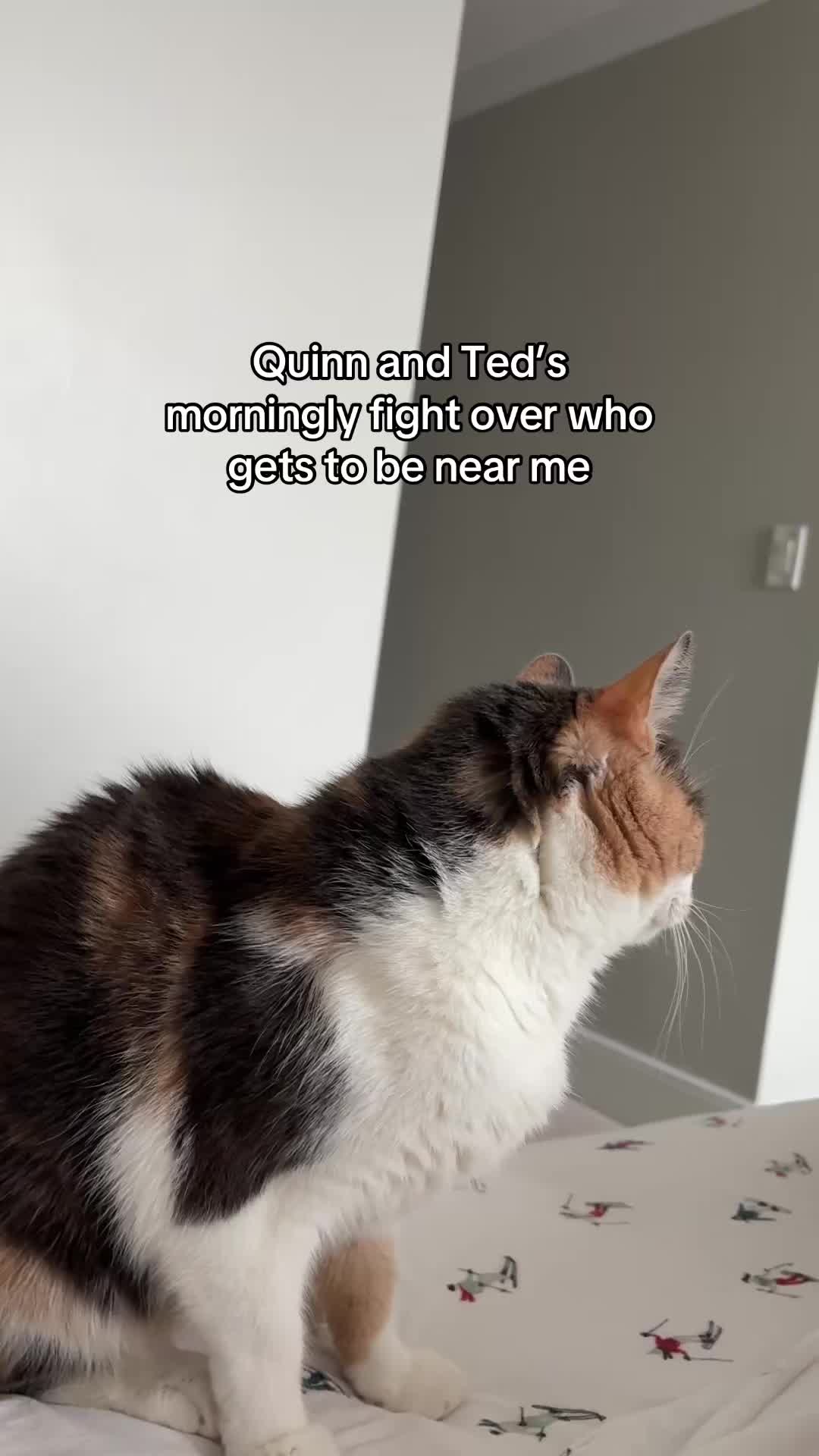@Quinn The Calico