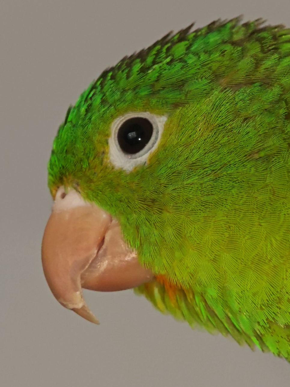 @Pohli