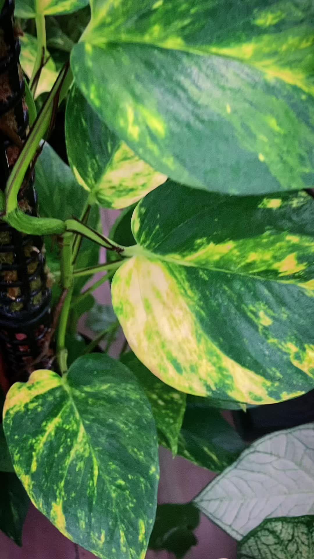 @plantsparadiseplanet
