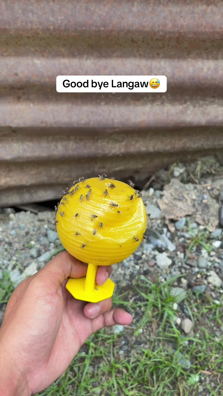 @Dongyey