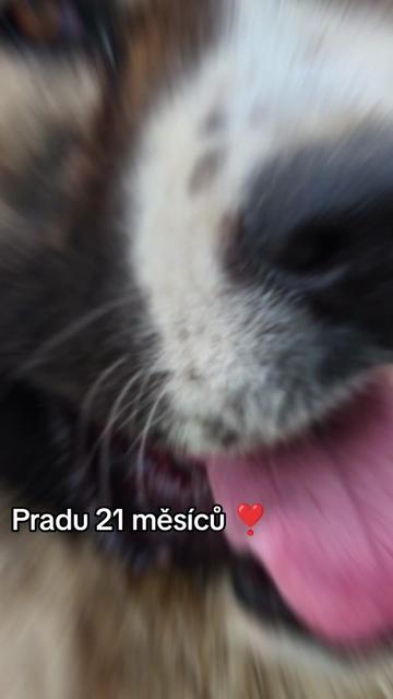 @🐻🎀Brutus & Prada 🍑🐝