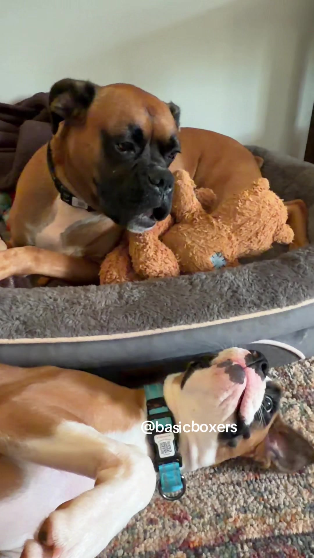 @basicboxers