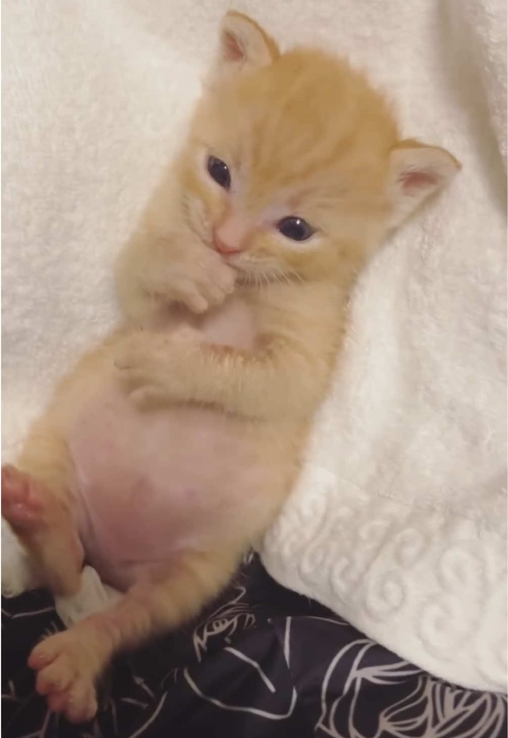 @kloutkittens