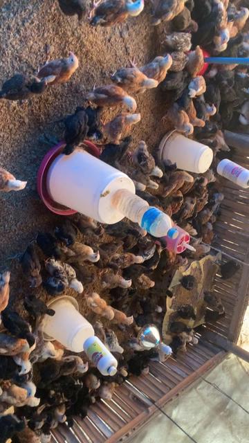 @Poudel Poultry Farm 🐔