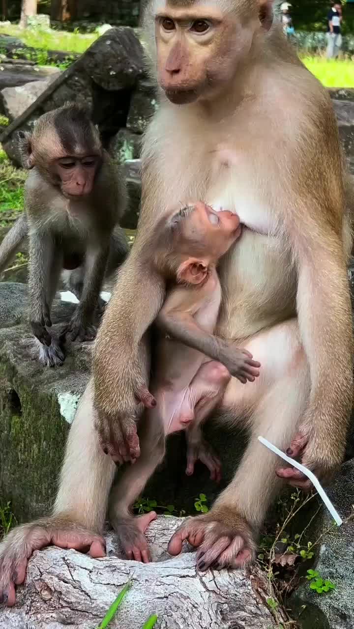 @Law of Nature 🐒