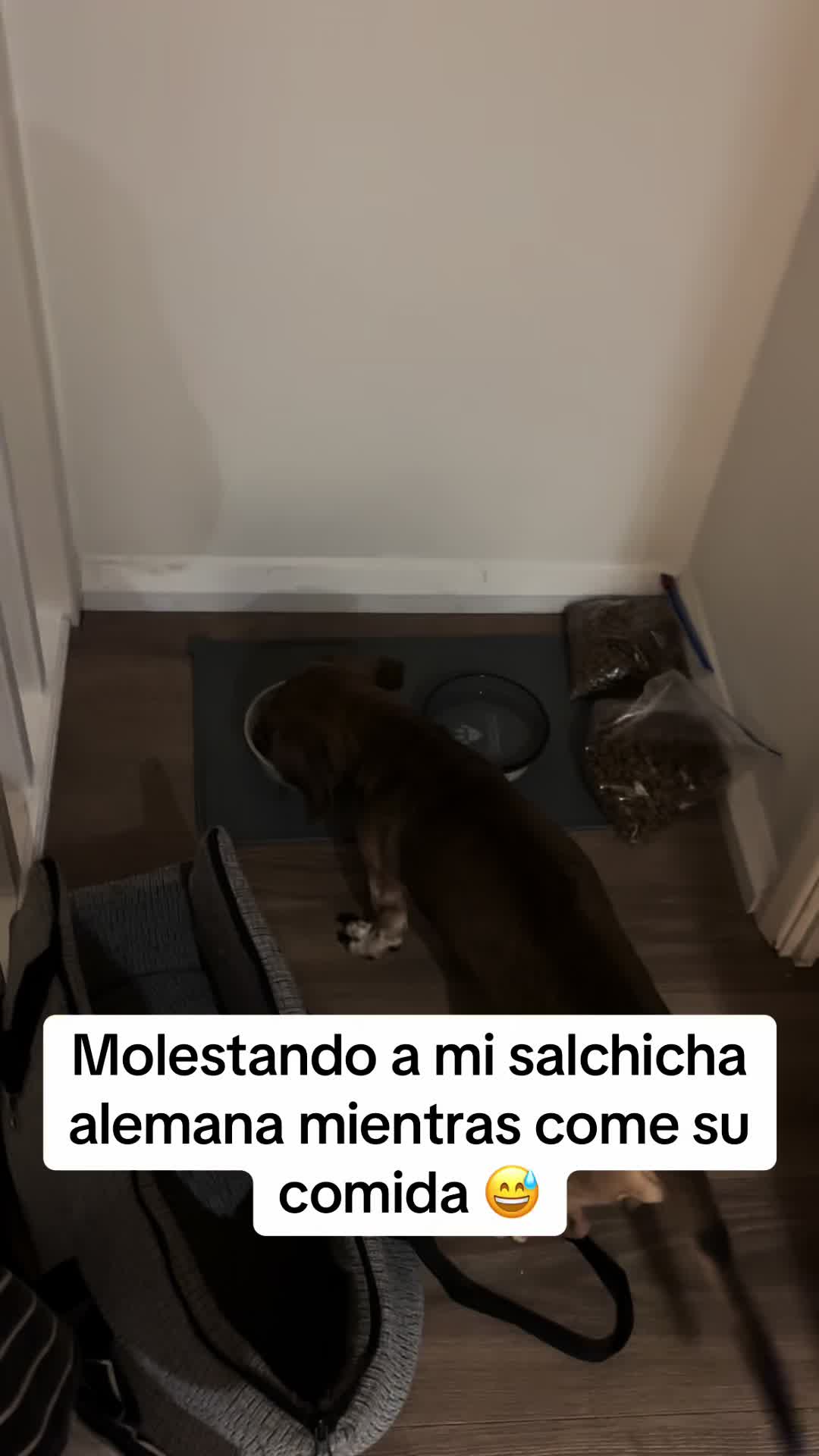 @Chilena Petite