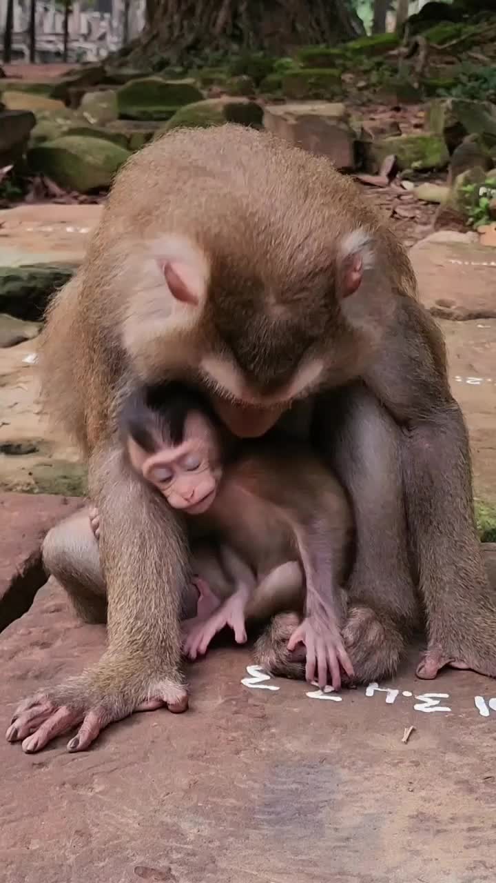 @Law of Nature 🐒
