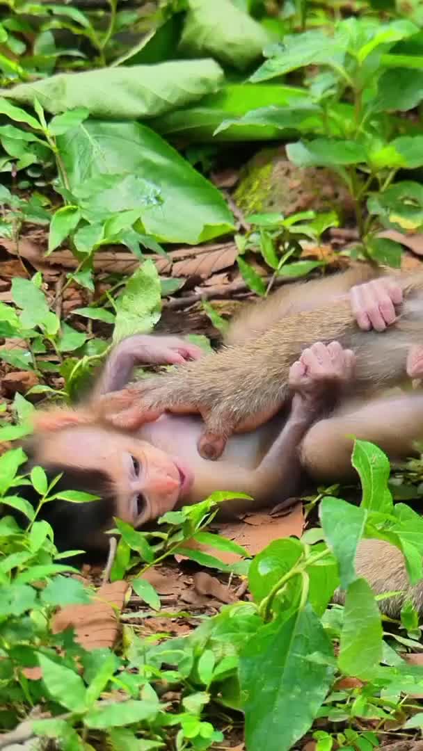 @Law of Nature 🐒