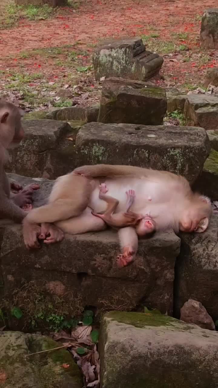 @Law of Nature 🐒