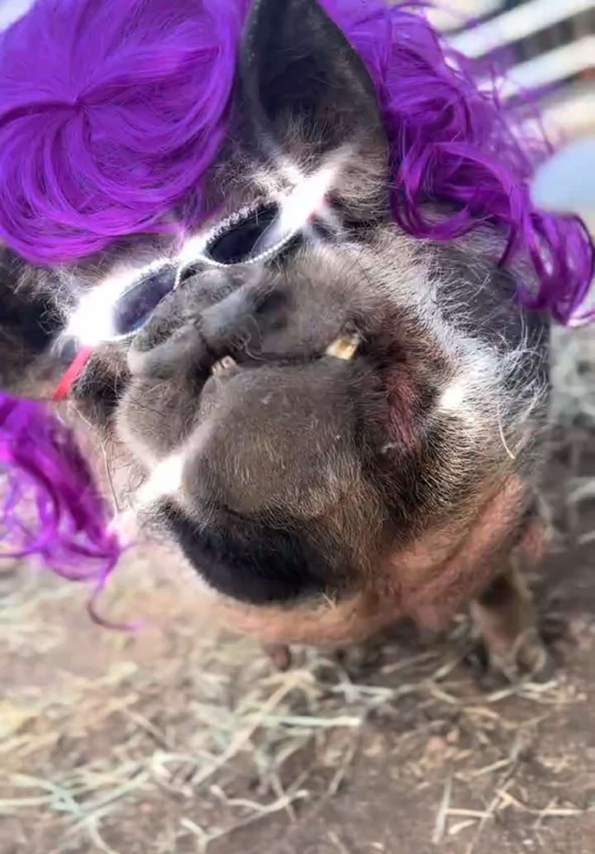 @thewinstonthepig