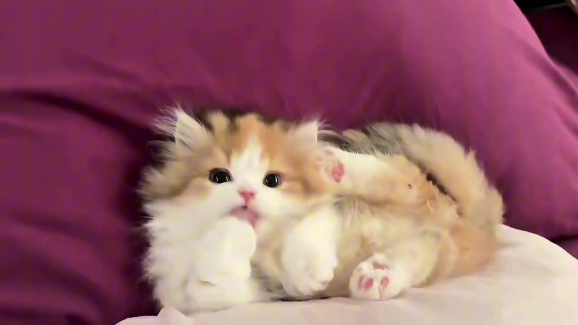 @dailycats03