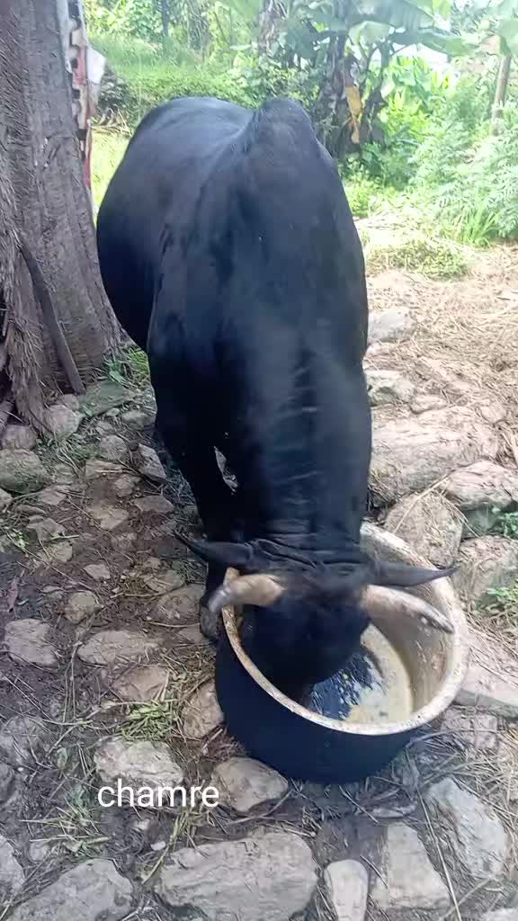 @Tanahun tiger
