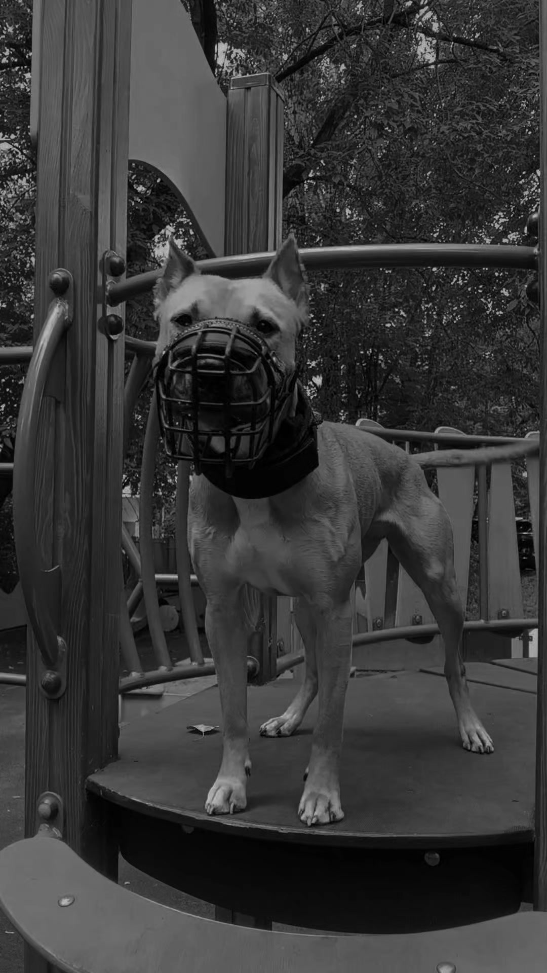 @🐾APBT_RUNA🦖
