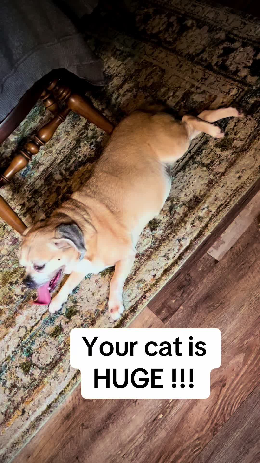 @Lacey_pet_exotics