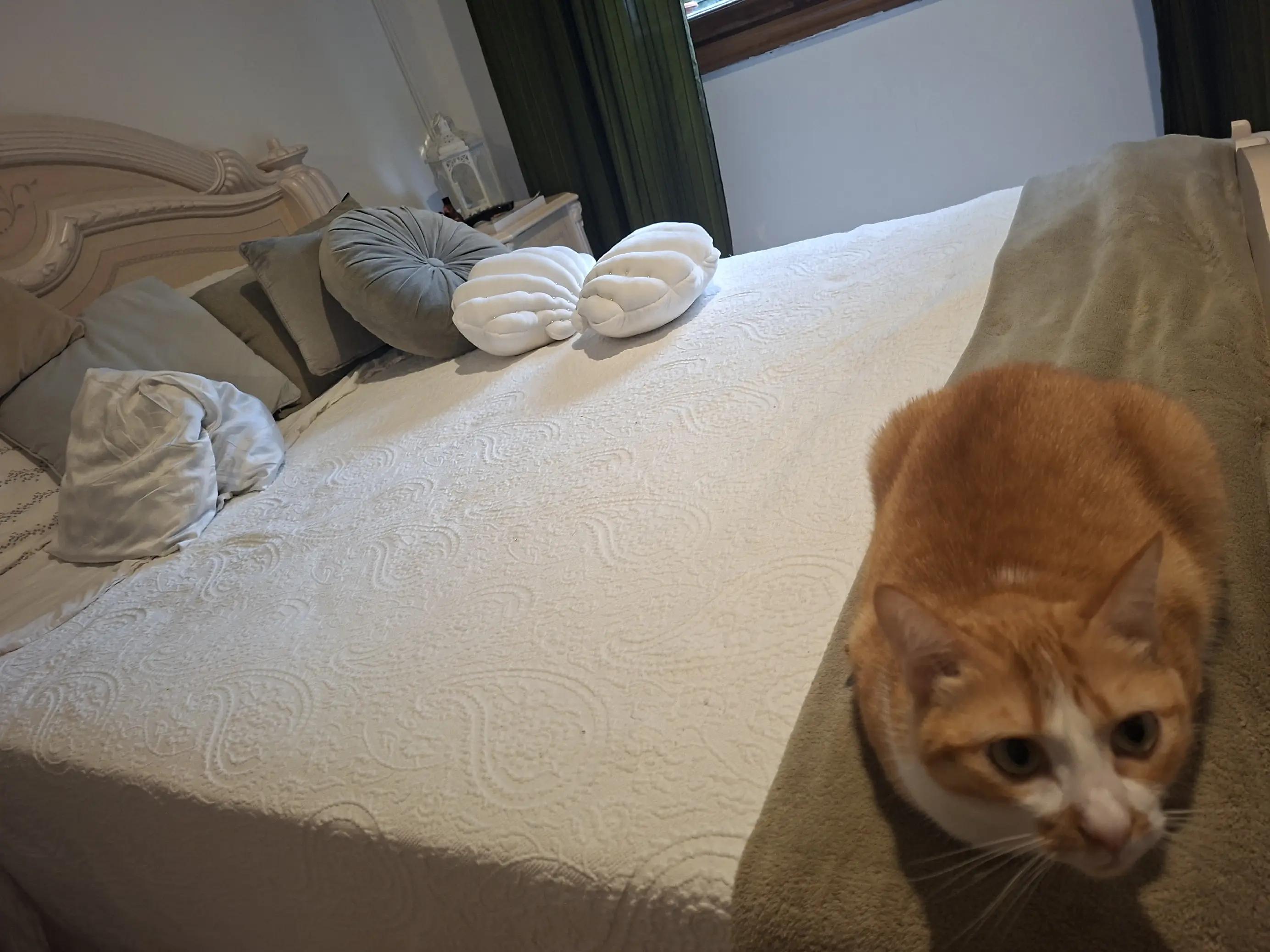 @Happy  Cat