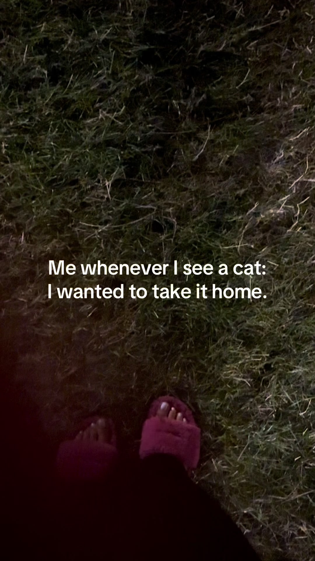 @Hollie~Anne ᥫ᭡
