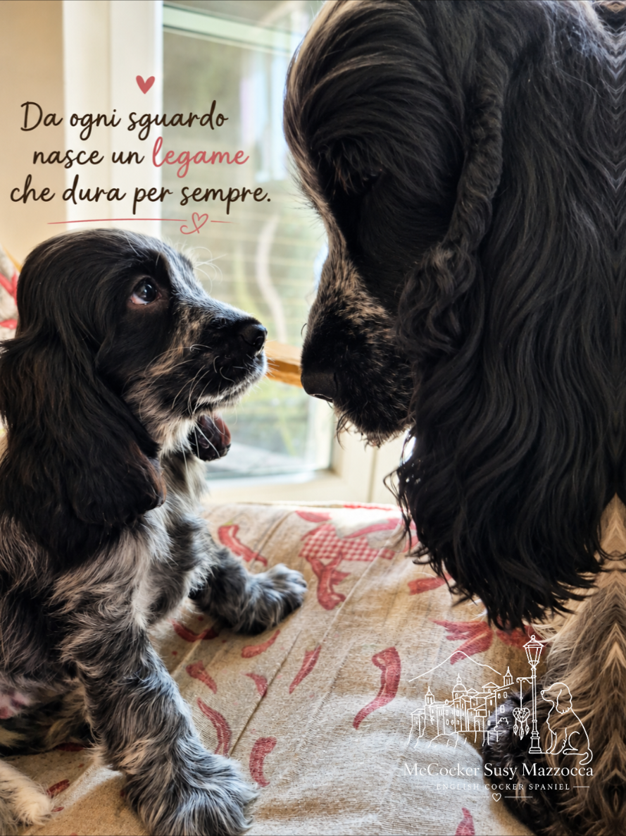@McCocker EnglishCockerSpaniel