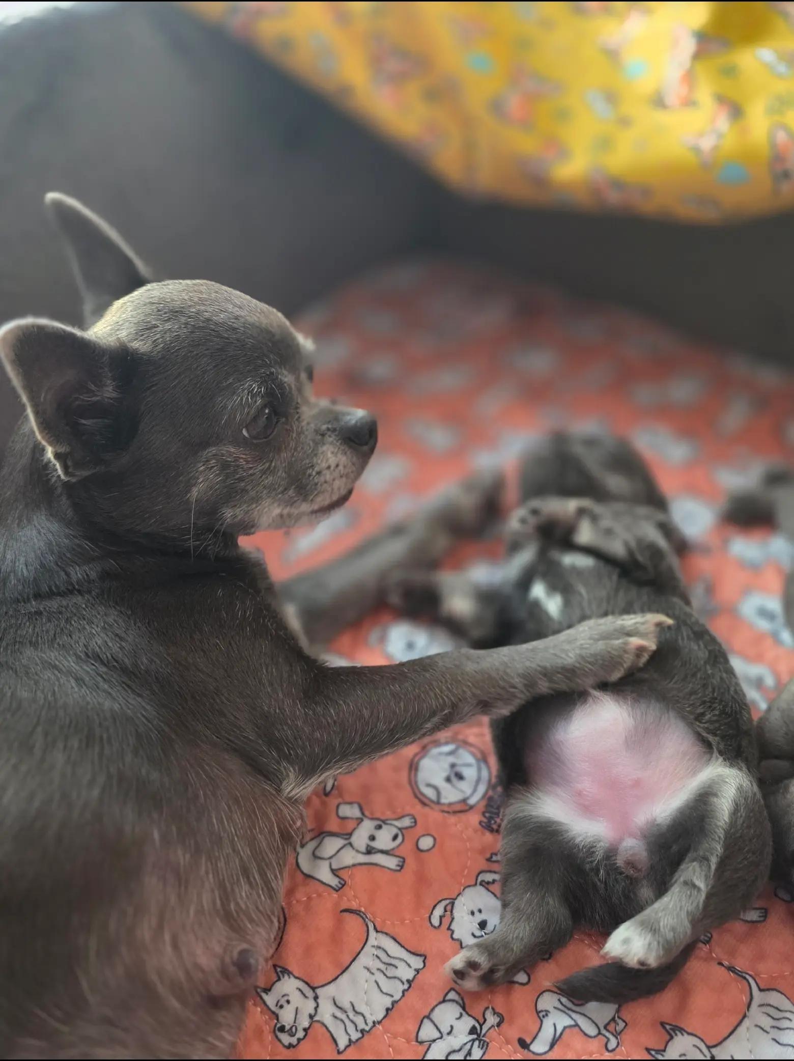 @Chihuahua uzależnia