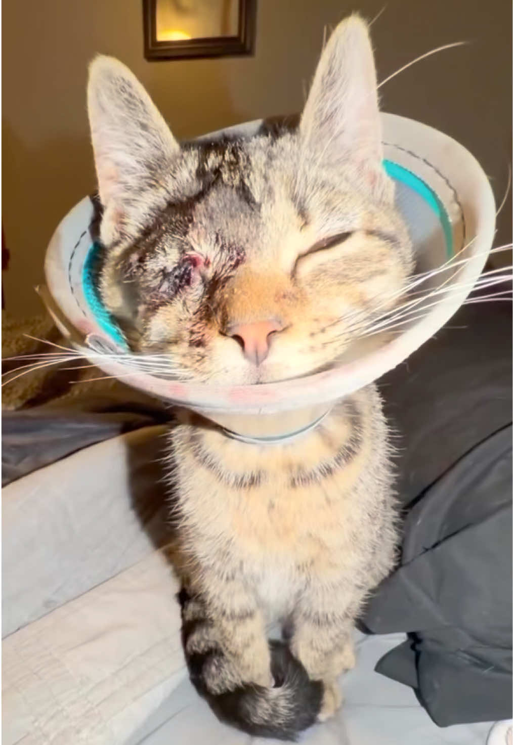 @aria_cats_rescue