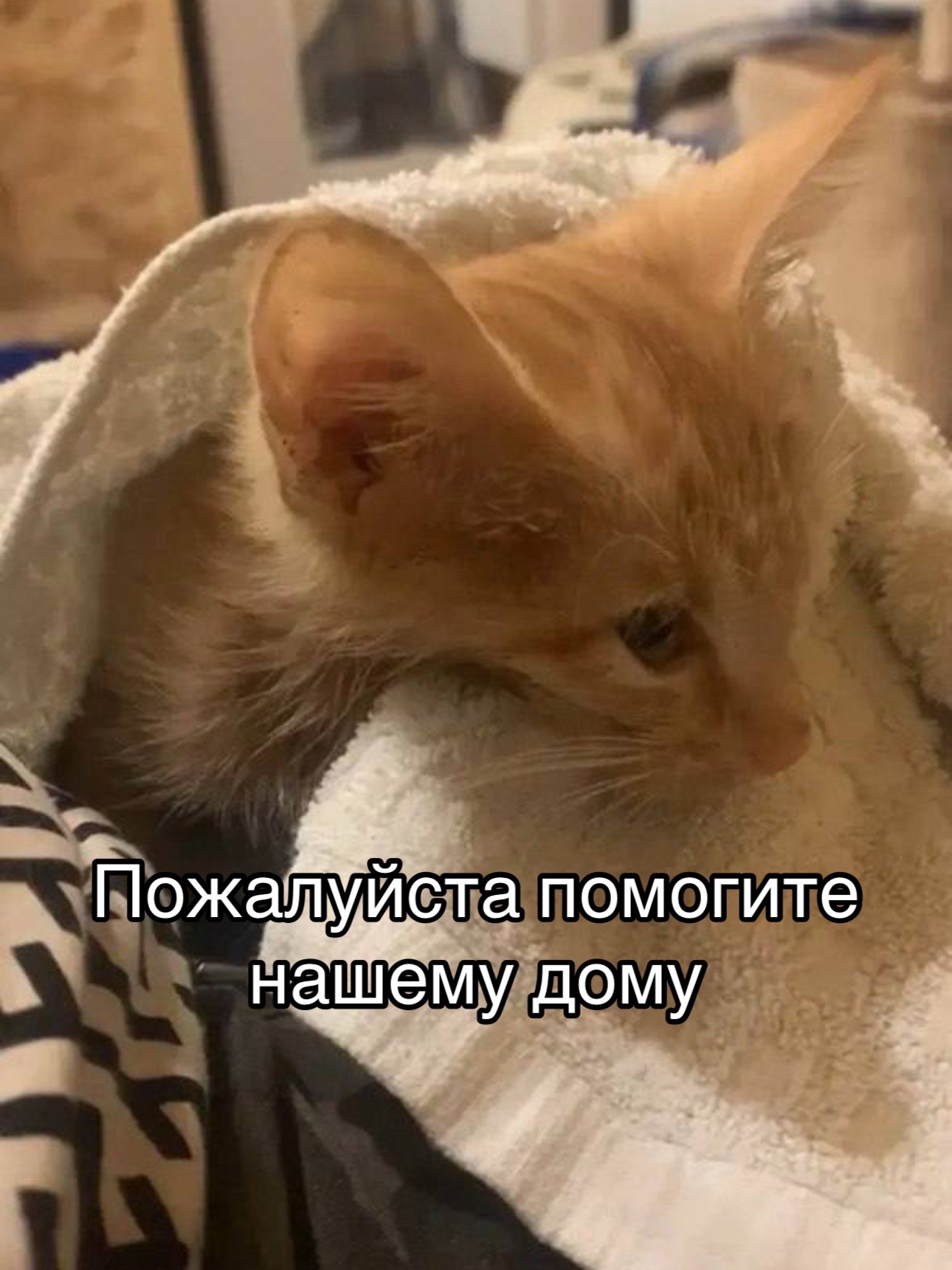 @Приют Потеряшка