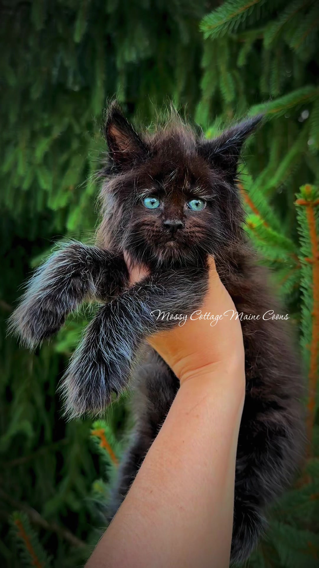 @Mossy&ensp;Cottage&ensp;Maine&ensp;Coons&ensp;🌙