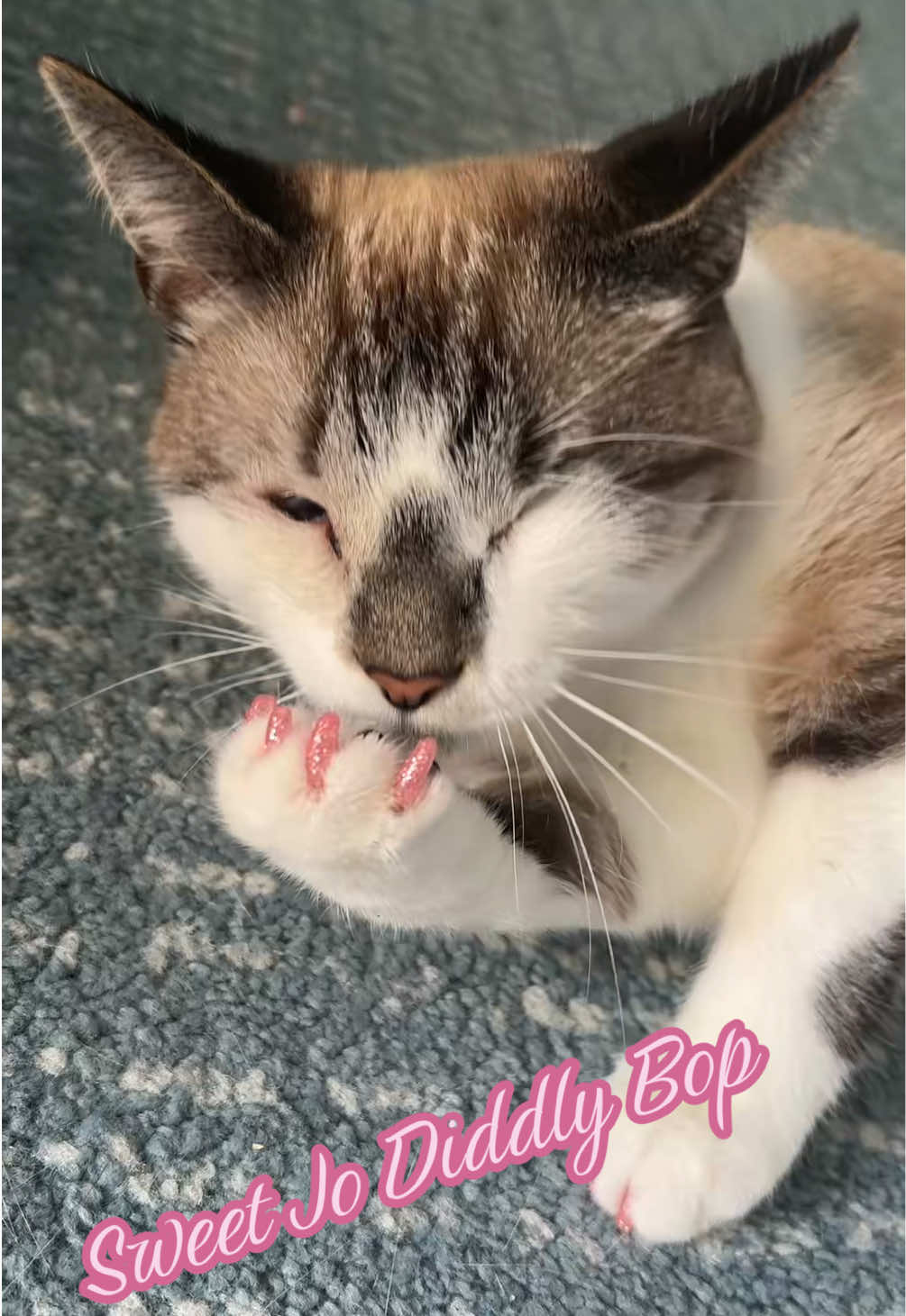 @bellkittiesmom
