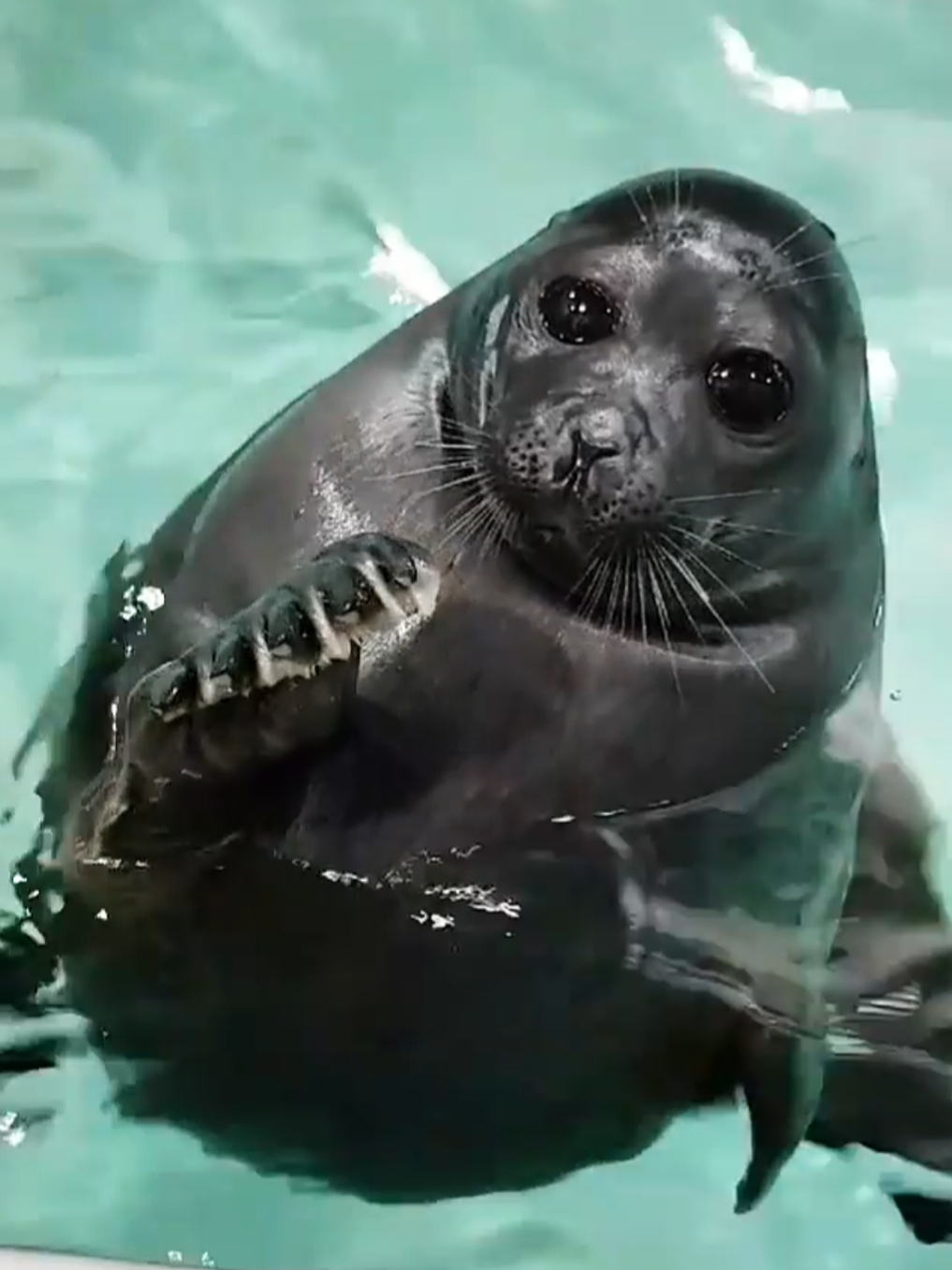 @🩷🎀 seal 🦭🩷