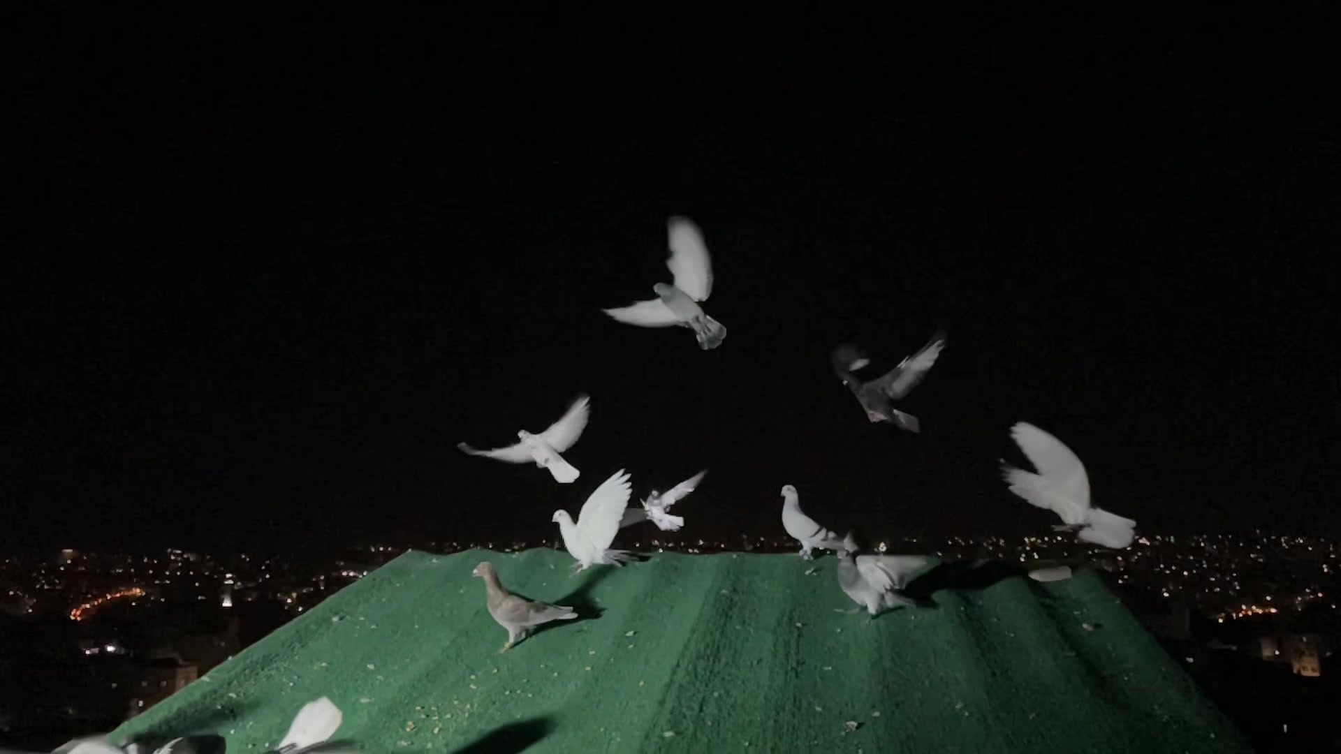 @Skybirdworld